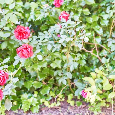 La Gitana Alojamento de Acomodação e Pequeno-almoço Anacapri (Isola di Capri)