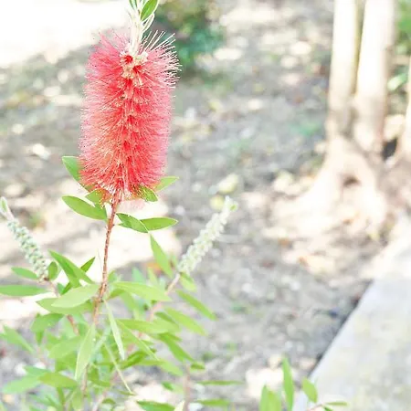 Alojamento de Acomodação e Pequeno-almoço La Gitana 3*