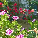 La Gitana 住宿加早餐酒店 阿纳卡普里
