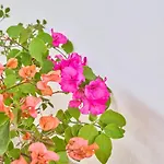 La Gitana 阿纳卡普里