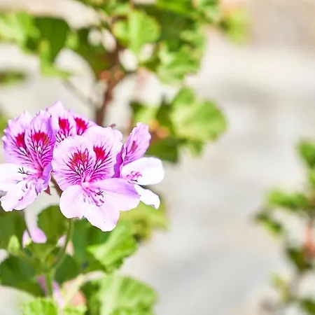 Oda ve Kahvaltı La Gitana