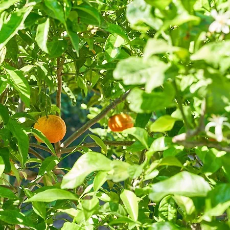 La Gitana Oda ve Kahvaltı Anacapri (Isola di Capri)