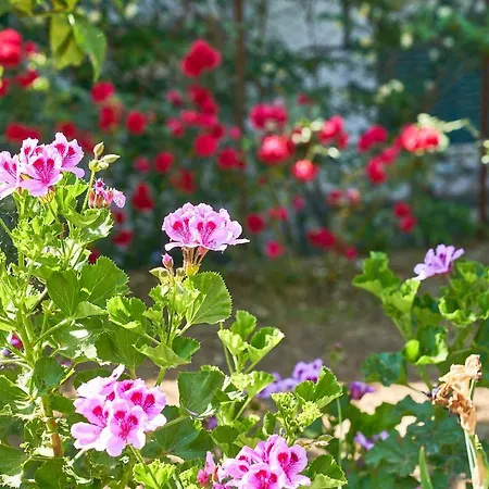 La Gitana Bed & Breakfast Anacapri (Isola di Capri)
