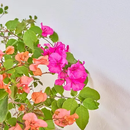 La Gitana Anacapri (Isola di Capri)